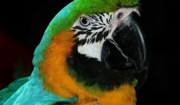 鹦鹉新闻爆料,揭秘事件背后惊人真相